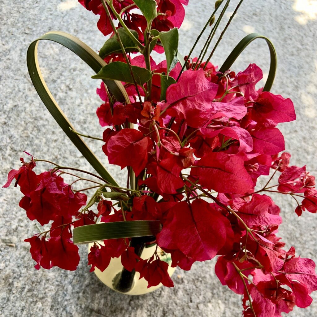 bougainvillea