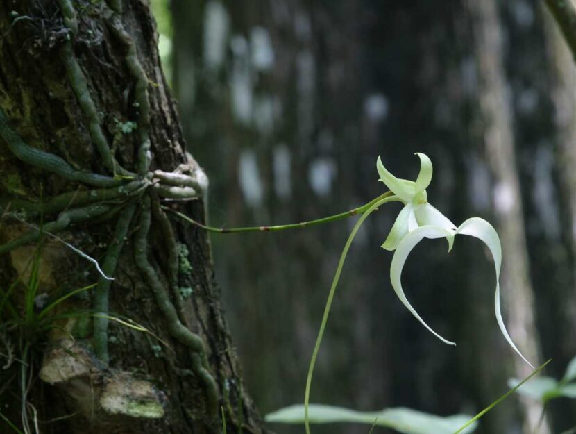 Una orchidea