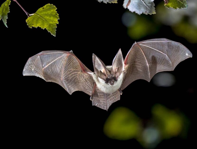 Un pipistrello