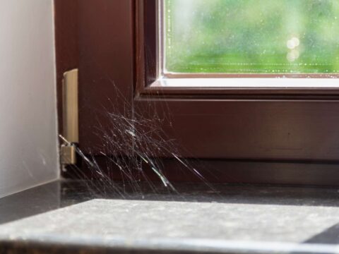 Come eliminare i ragni in casa con metodi naturali