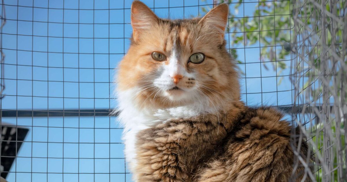 Palo Decorativo Da Giardino A Forma Di Gatto - In Ferro Resistente Alle Intemperie, Per Esterni
