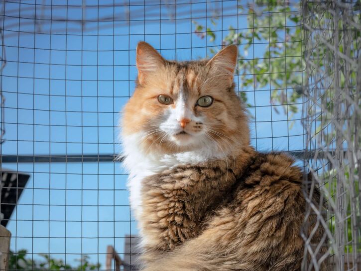 Come recintare il giardino per i gatti