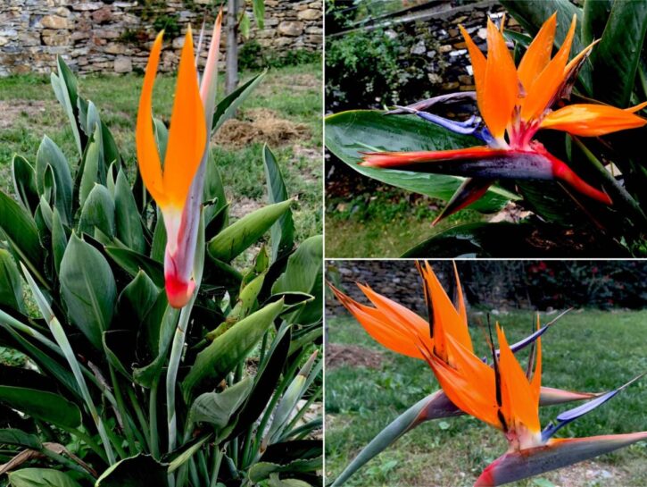 Strelitzia: il fiore chiamato 