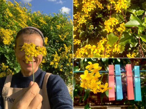 Senecio angulatus: il sole di novembre