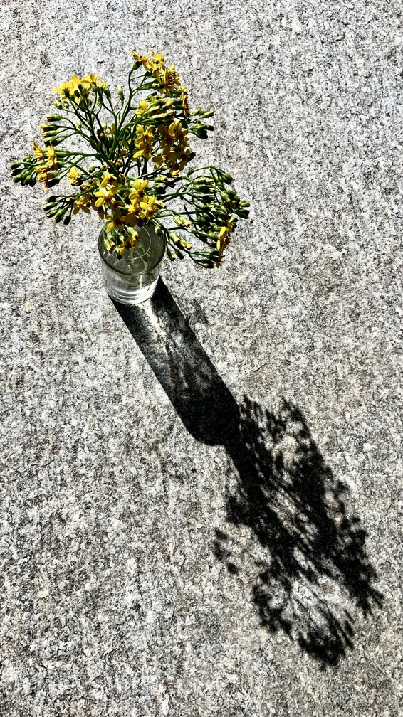 SENECIO