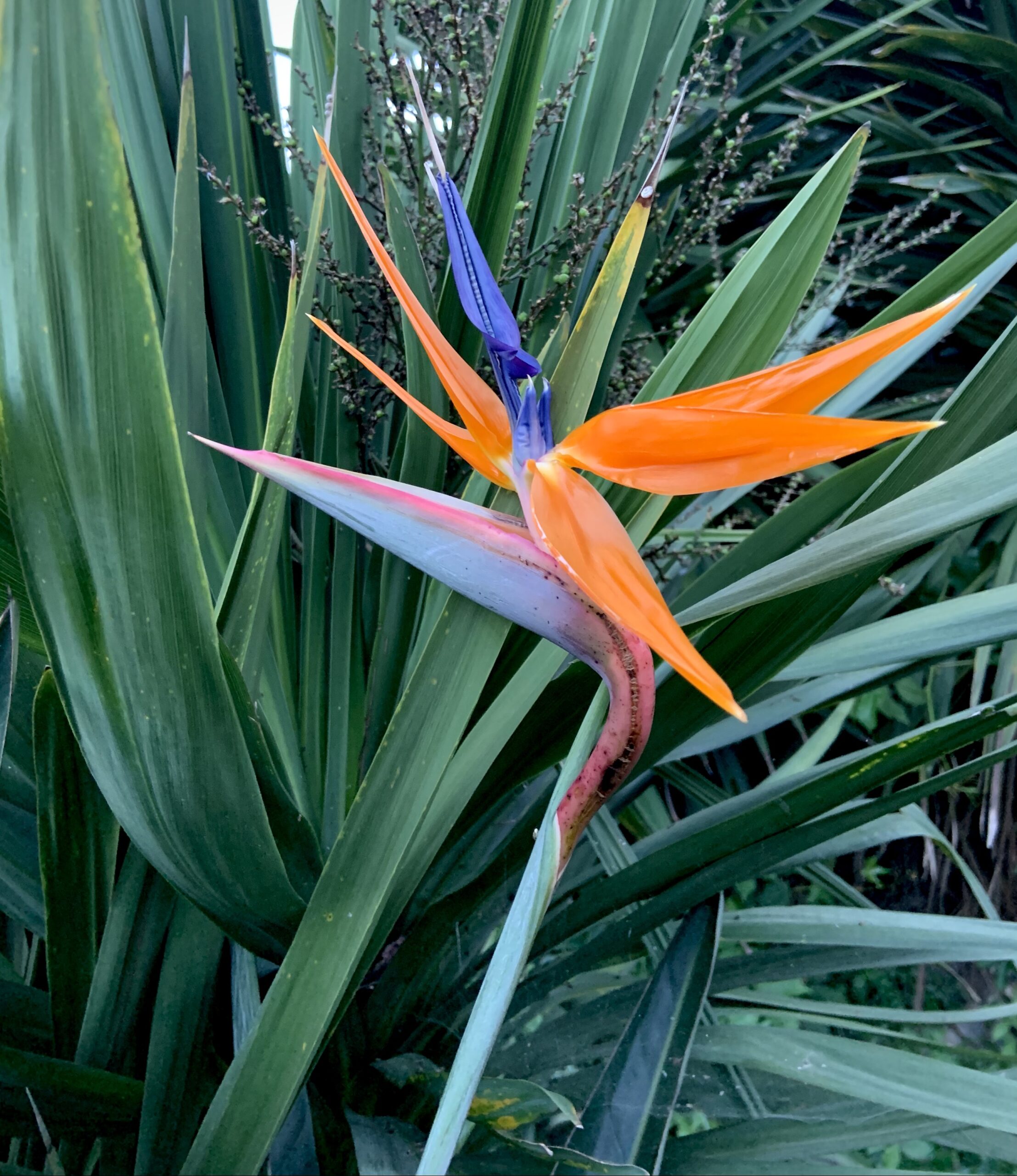 Strelitzia: il fiore "Uccello del Paradiso" - Donna Moderna