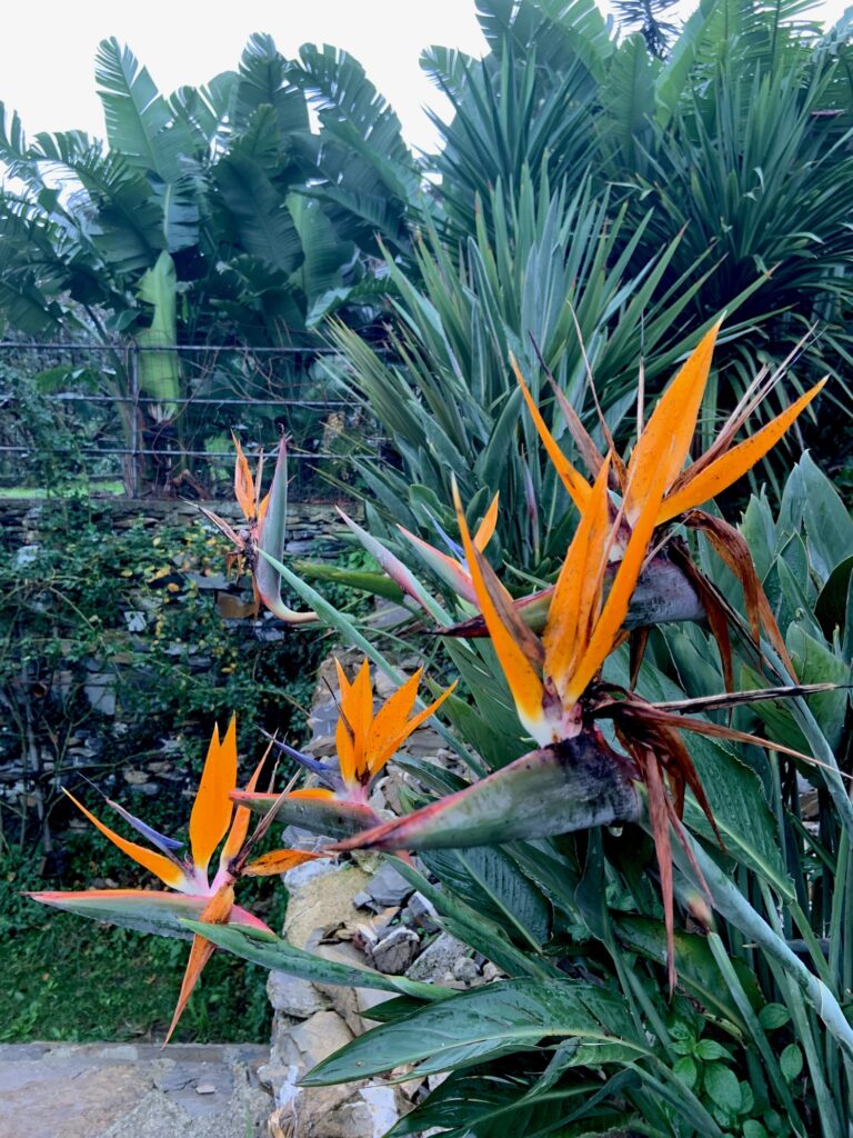 Bloomique - Strelitzia Reginae - Pianta Del Paradiso - Fiore Del Paradiso - Pianta Da Interno - Purifica L'Aria - Facile Da Curare - Altezza 30-40 Cm - Vaso 12 Cm