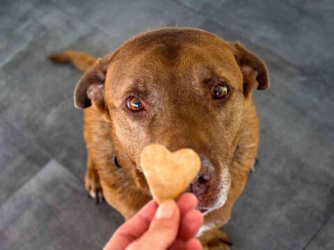 Nomi per cani, i 10 preferiti dagli italiani