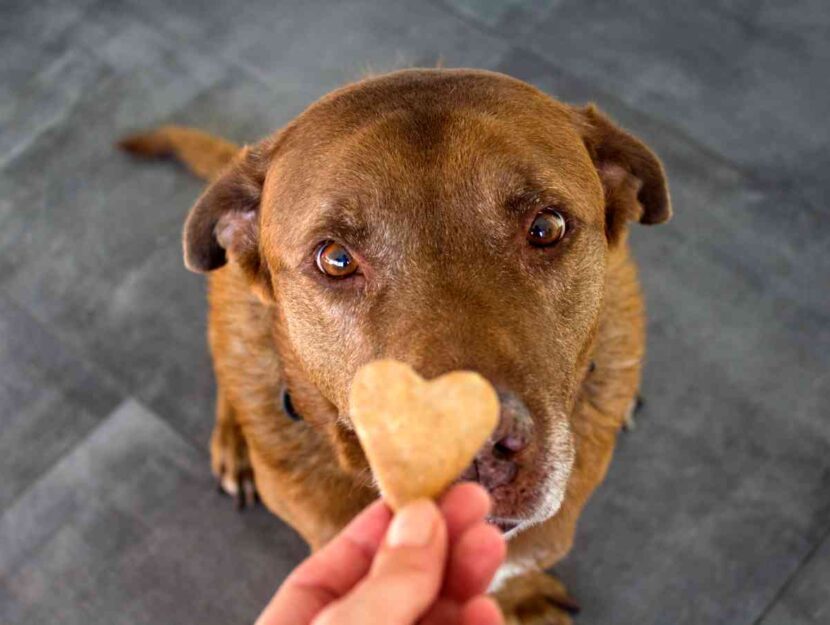 Una donna dà un biscotto a forma di cuore al suo cane