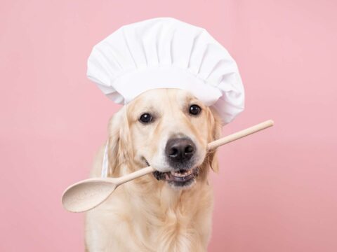 Cani buongustai, apre il primo ristorante per Fido