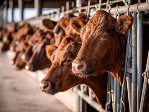 Emissioni del bestiame in aumento: a rischio la lotta contro il clima