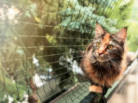 Come mettere in sicurezza il balcone per i gatti