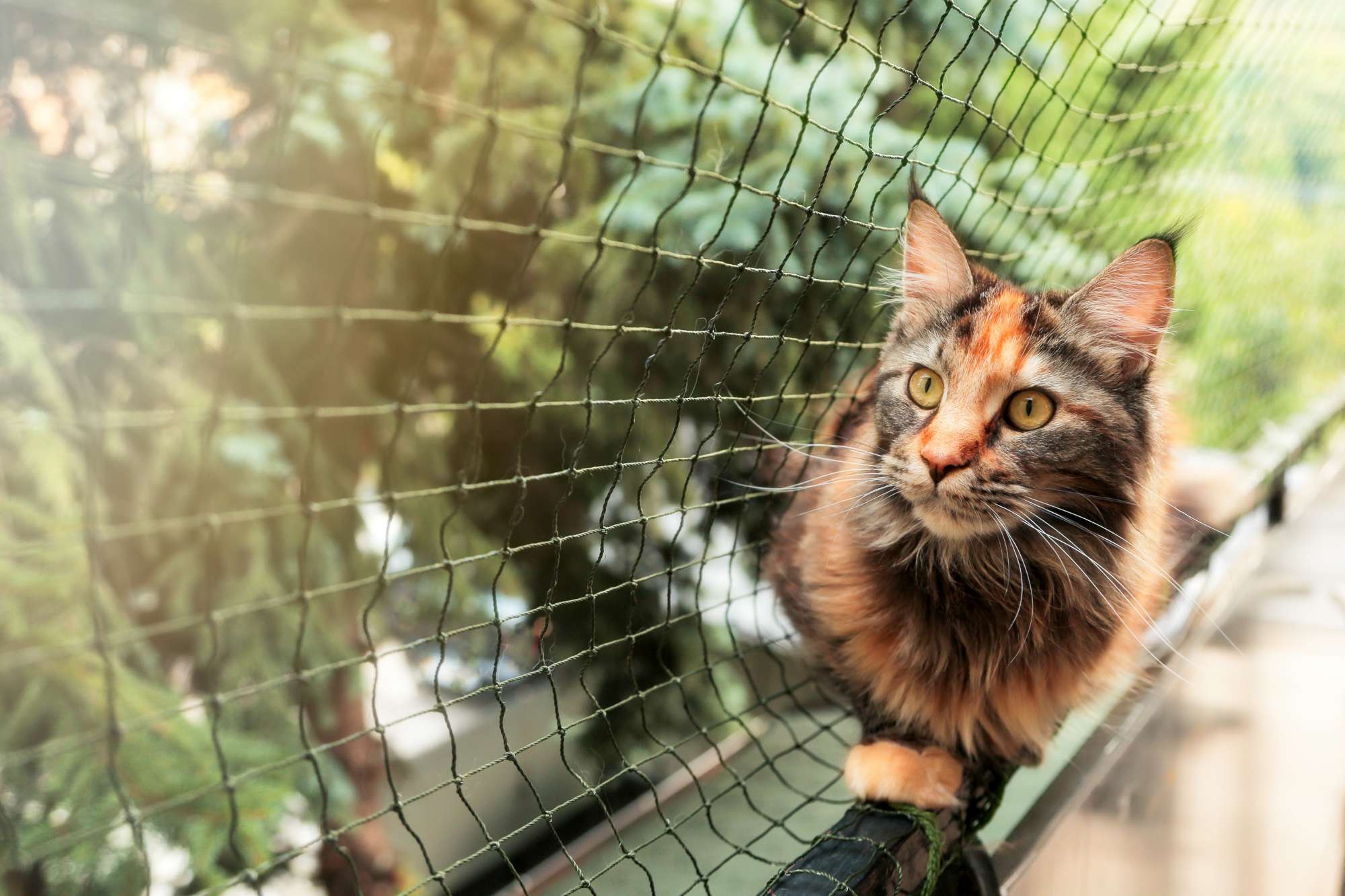 Come mettere in sicurezza il balcone per i gatti - Donna Moderna