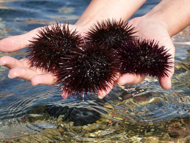 Razzia di ricci di mare: in Sicilia rischiano l'estinzione