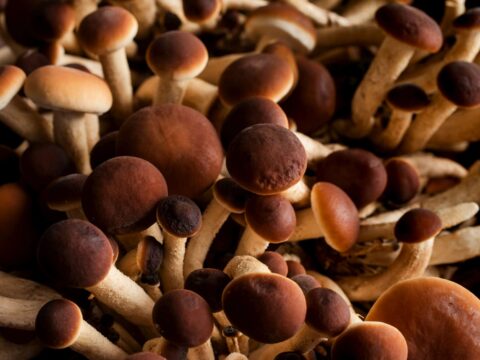 Come preparare i funghi chiodini al prezzemolo