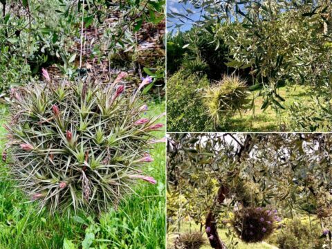 Tillandsia: la pianta con le radici per aria