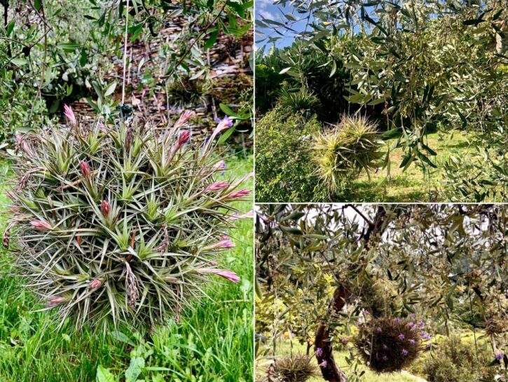 Tillandsia: la pianta con le radici per aria