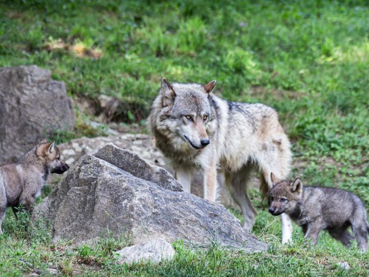 Troppi lupi, torna la caccia? Il 