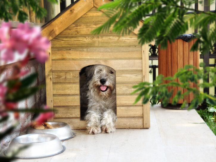 10 lezioni che dovremmo imparare dai nostri amici animali