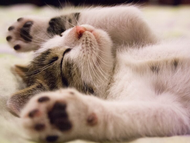 Tutti i segreti del gatto: ecco il libro che ogni amante dei gatti vorrà