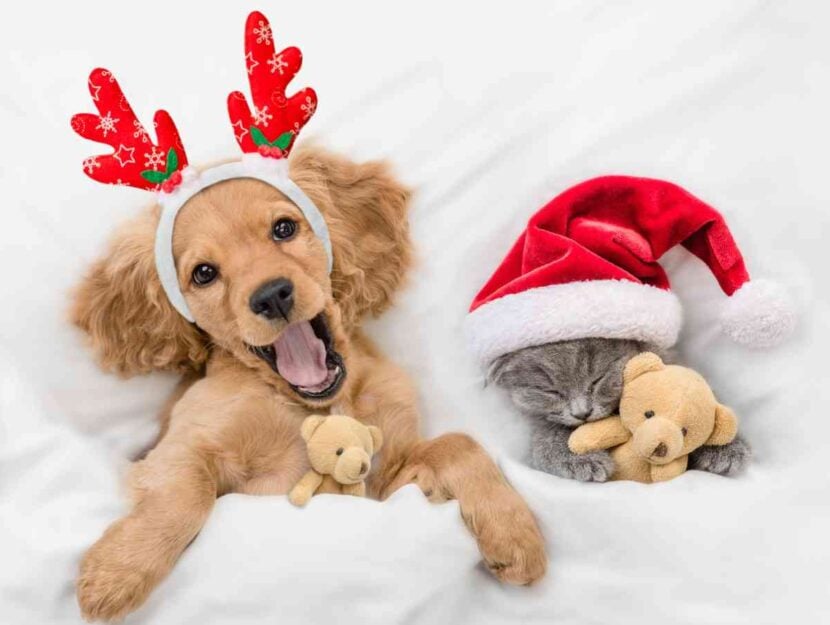 Un gatto e un cane a Natale