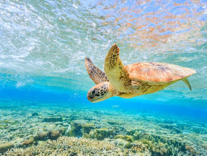 Clima, aumento vertiginoso dell'elenco delle specie a rischio