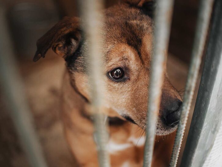 Nel Catanese sconto di 200 euro sulla Tari a chi adotta un cane randagio