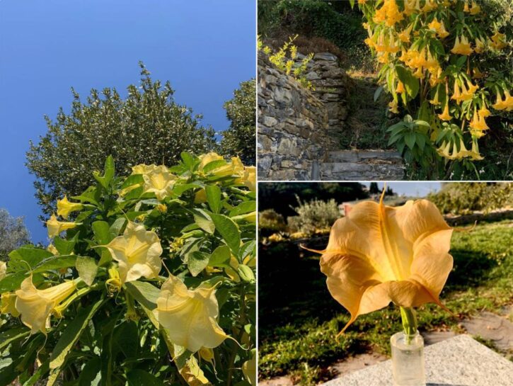 Brugmansia, una pianta velenosa e bella con corolle in formato XXL
