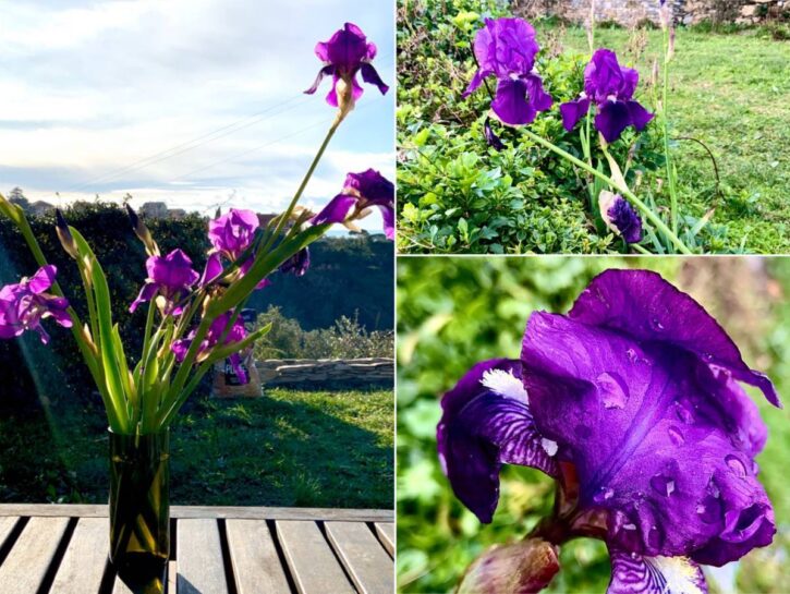 Iris: un bel messaggio da un fiore facile e generoso