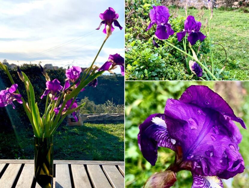 come coltivare Iris