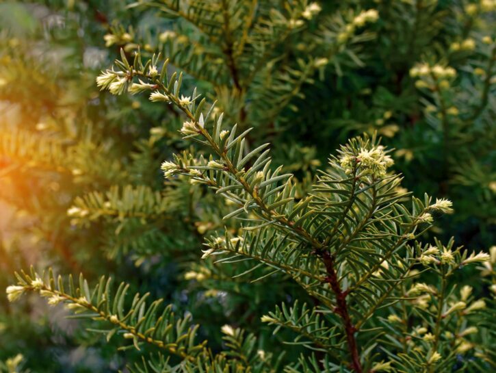 Lotta all’inquinamento, gli alberi più efficaci