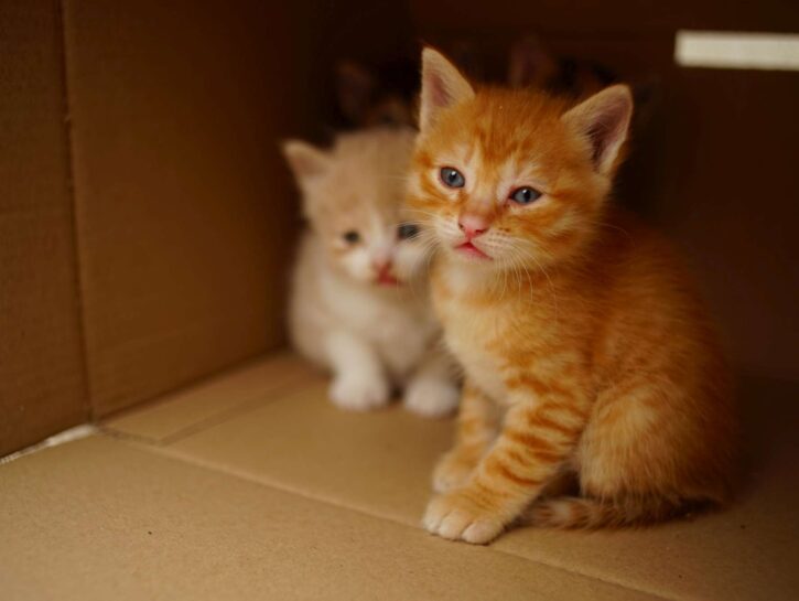 Come costruire una casetta di cartone per gatti