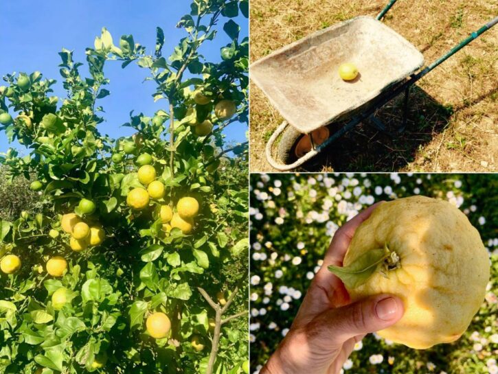 Limone: l'agrume bello in ogni stagione