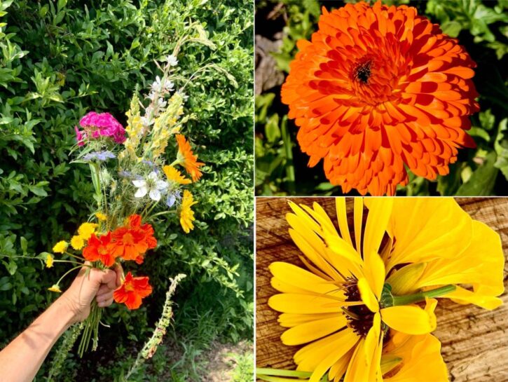 Calendula: il sole di fine inverno