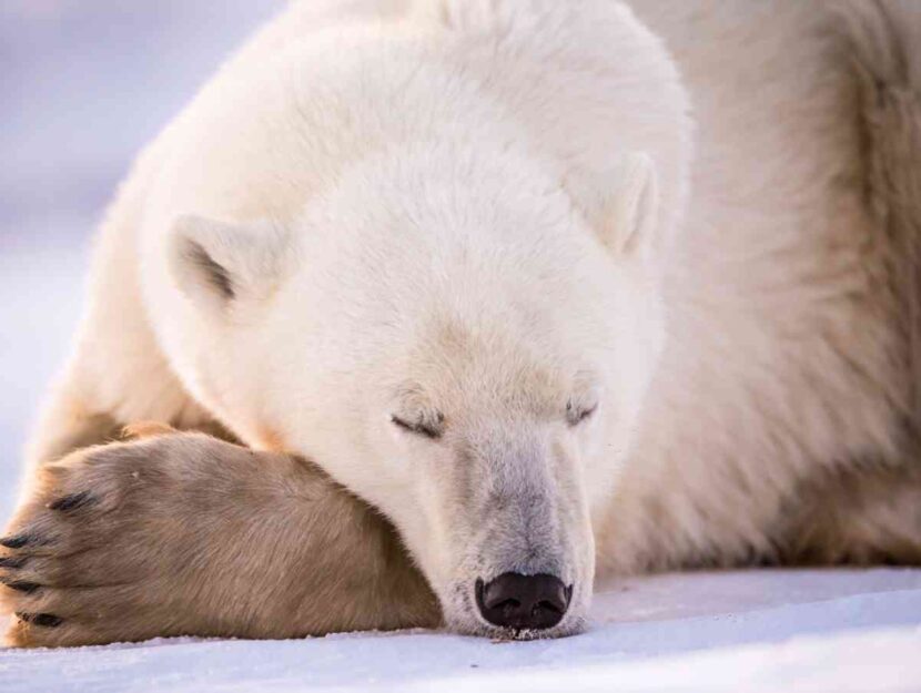 Un orso polare