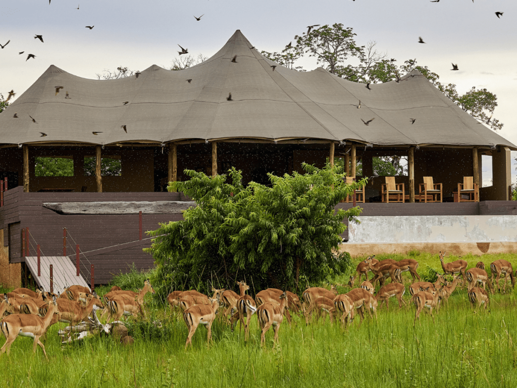 Impala-di-fronte-al-lapa-larea-living-comune-del-Konkamoya-Lodge- in Zambia