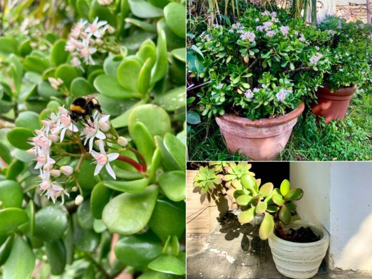 Crassula ovata: la succulenta arbustiva che non si pota mai