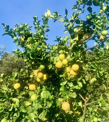 pinta di limoni