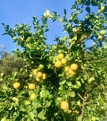limone in giardino