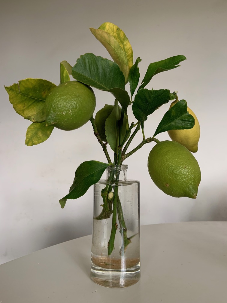 limone come decorazione