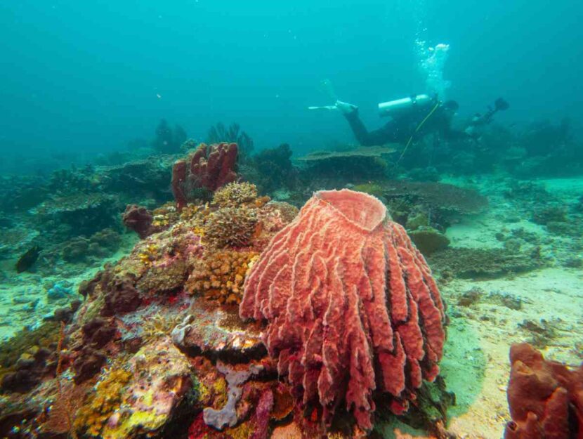 Un sub alla ricerca di spugne marine