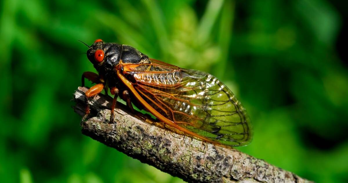 Cicadapocalypse, milioni di cicale invadono gli Usa ecco perché e