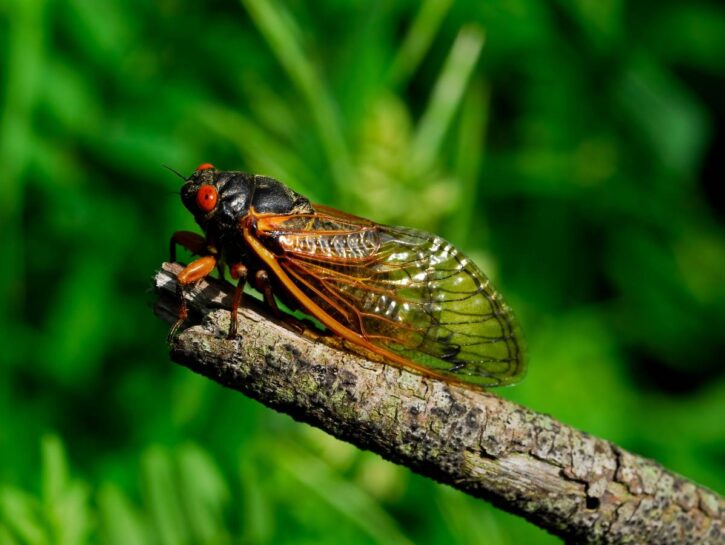 Cicadapocalypse, milioni di cicale invadono gli Usa: ecco perché e quando accadrà