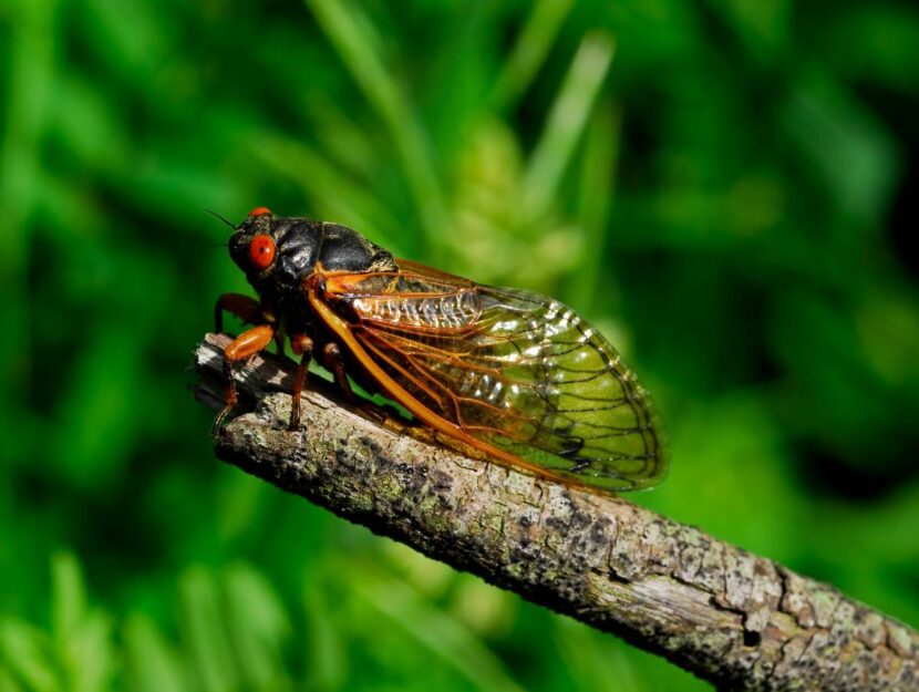 Una cicala