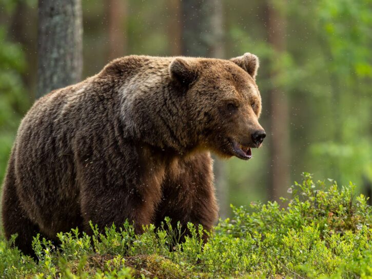 Trento, l'orso M90 è stato abbattuto dopo il decreto firmato dal presidente Fugatti