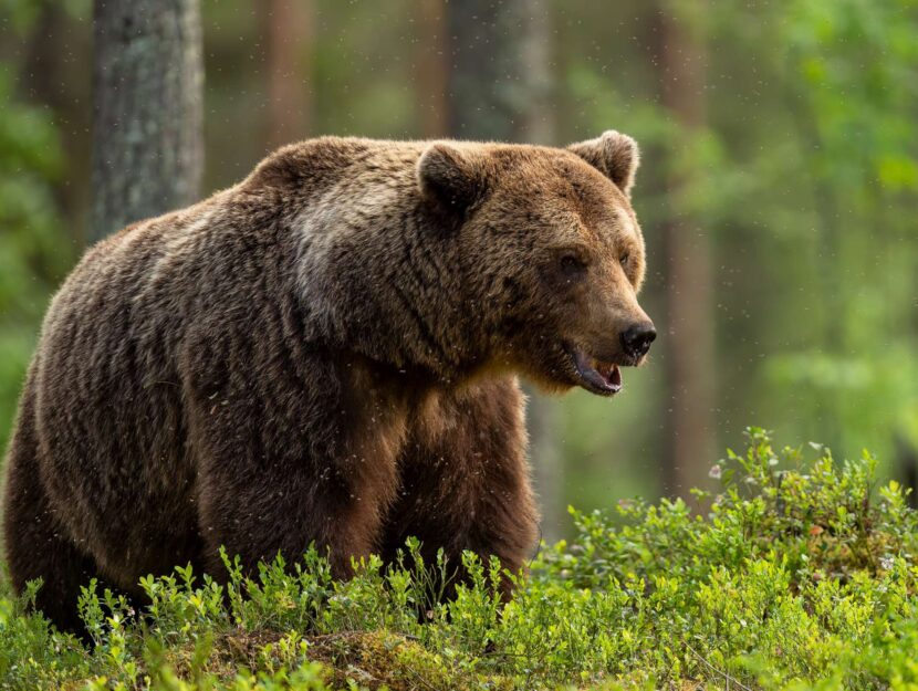 Orso