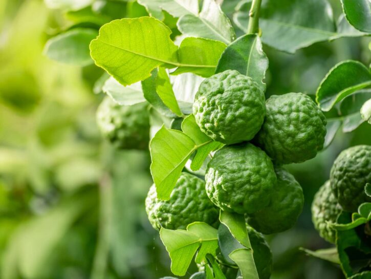 Come cucinare il risotto al bergamotto