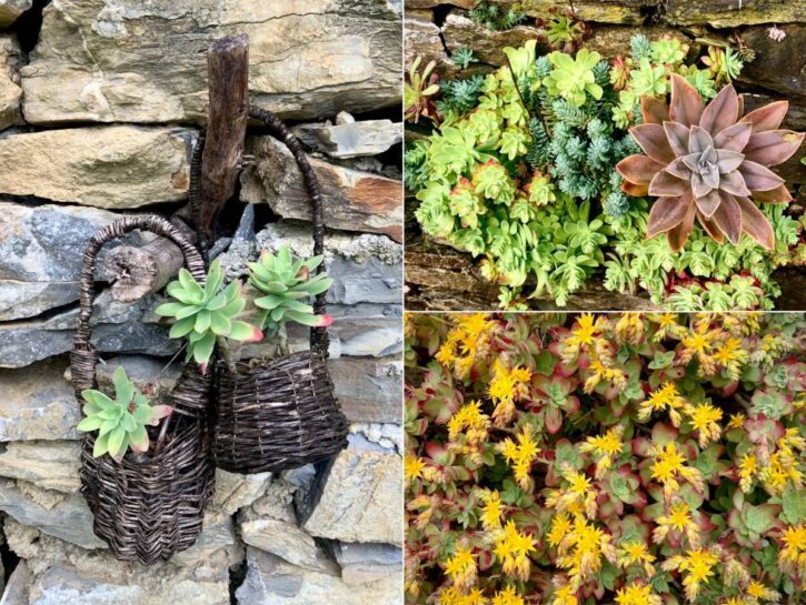 Sedum palmeri: la piccola succulenta dal grande potenziale