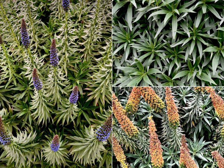 Echium Fastuosum: il bell'arbusto amico delle api