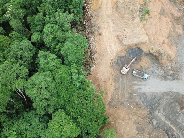 Giornata internazionale delle foreste, Wwf: in 30 anni persa area grande come tre volte la Francia